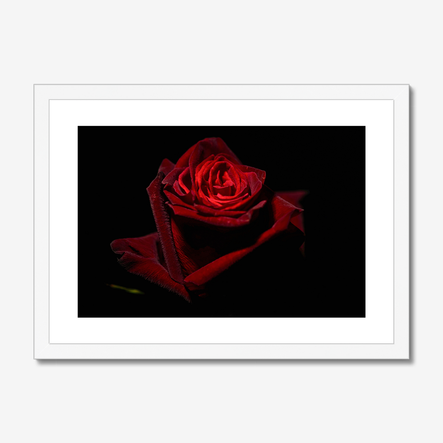 Red Rose I
