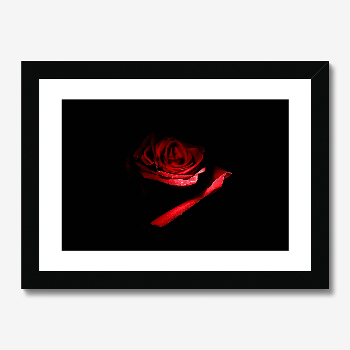 Red Rose II