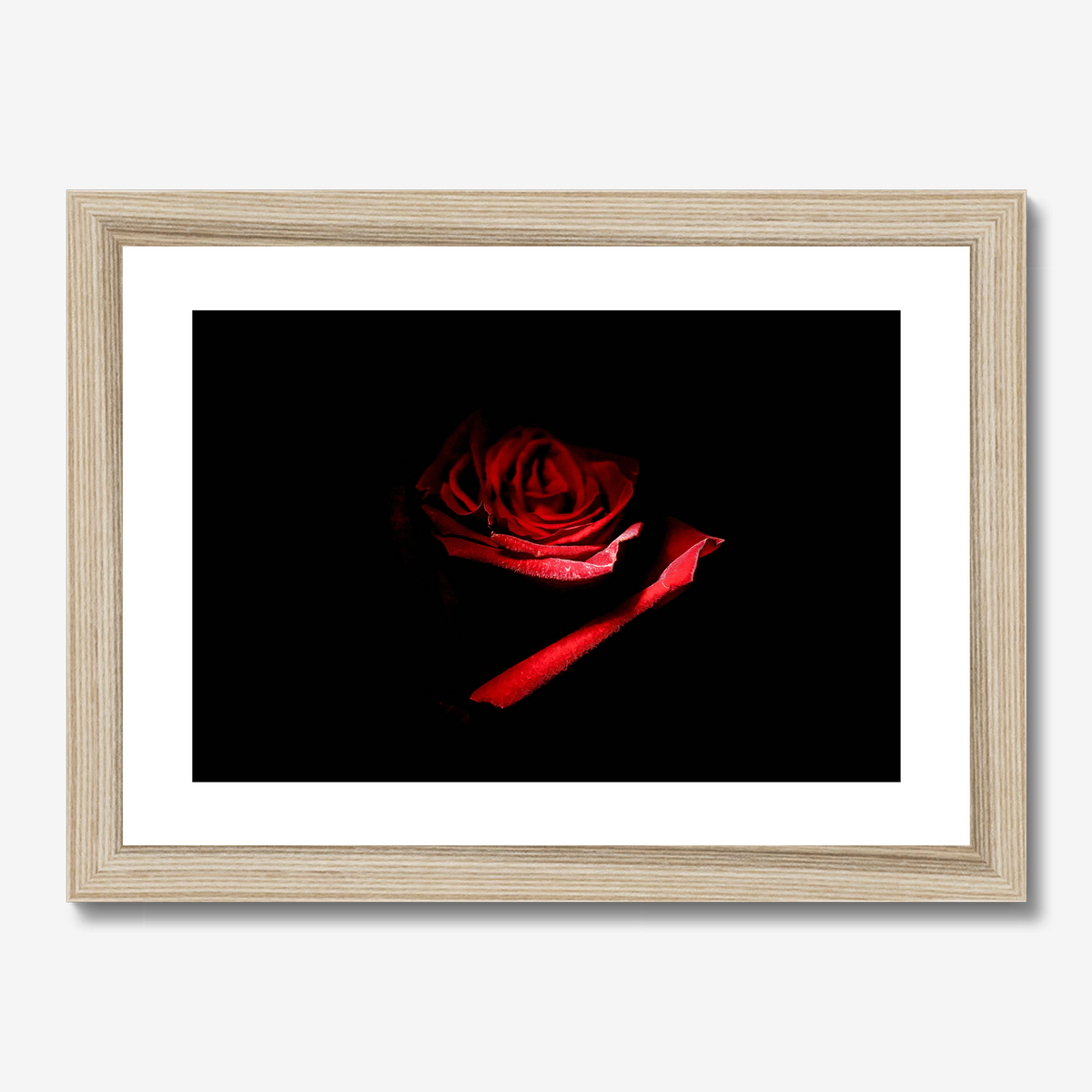 Red Rose II