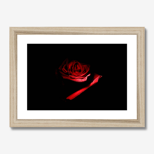 Red Rose II