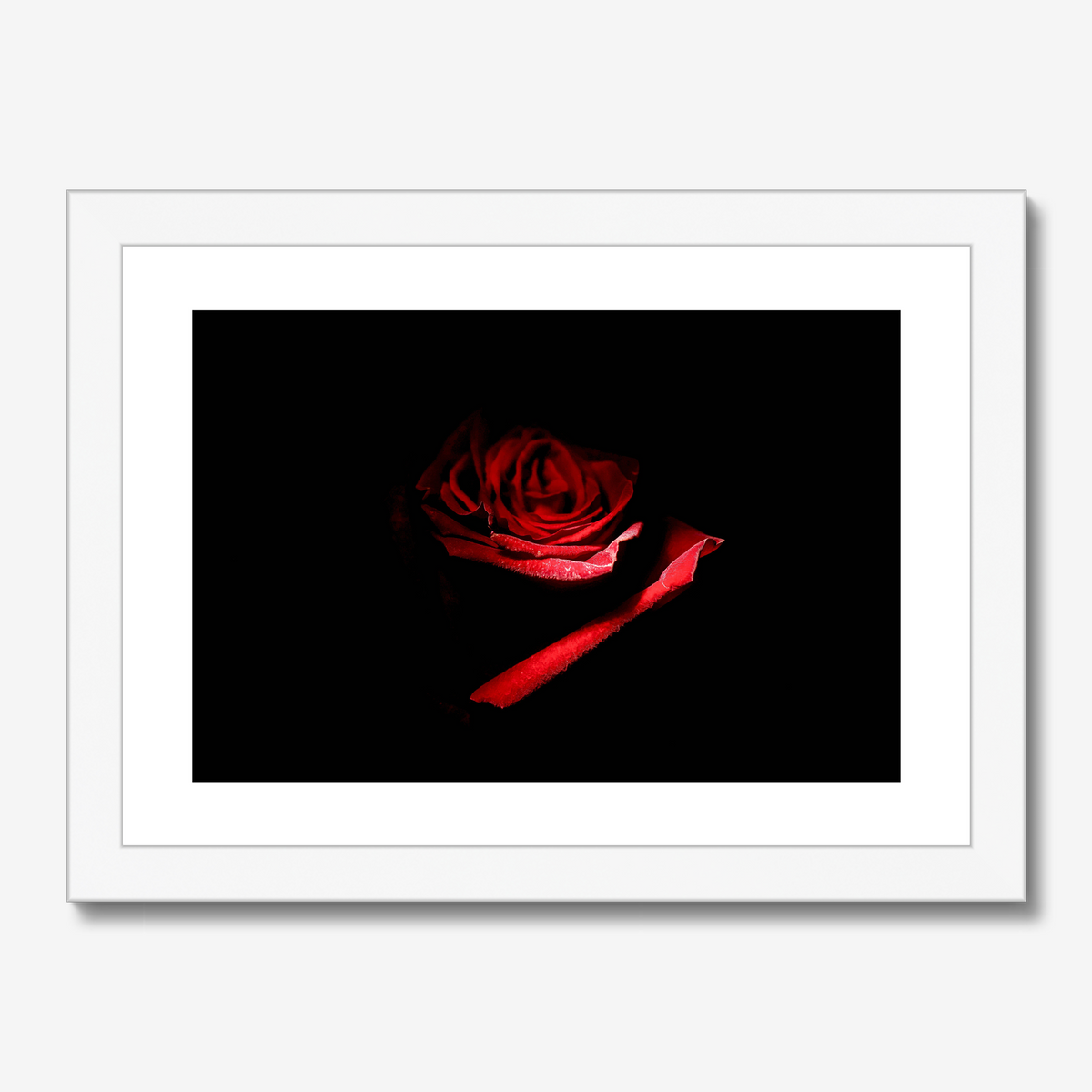 Red Rose II