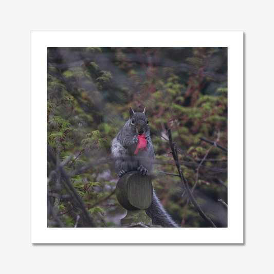 Squirrel with a Camellia Petal