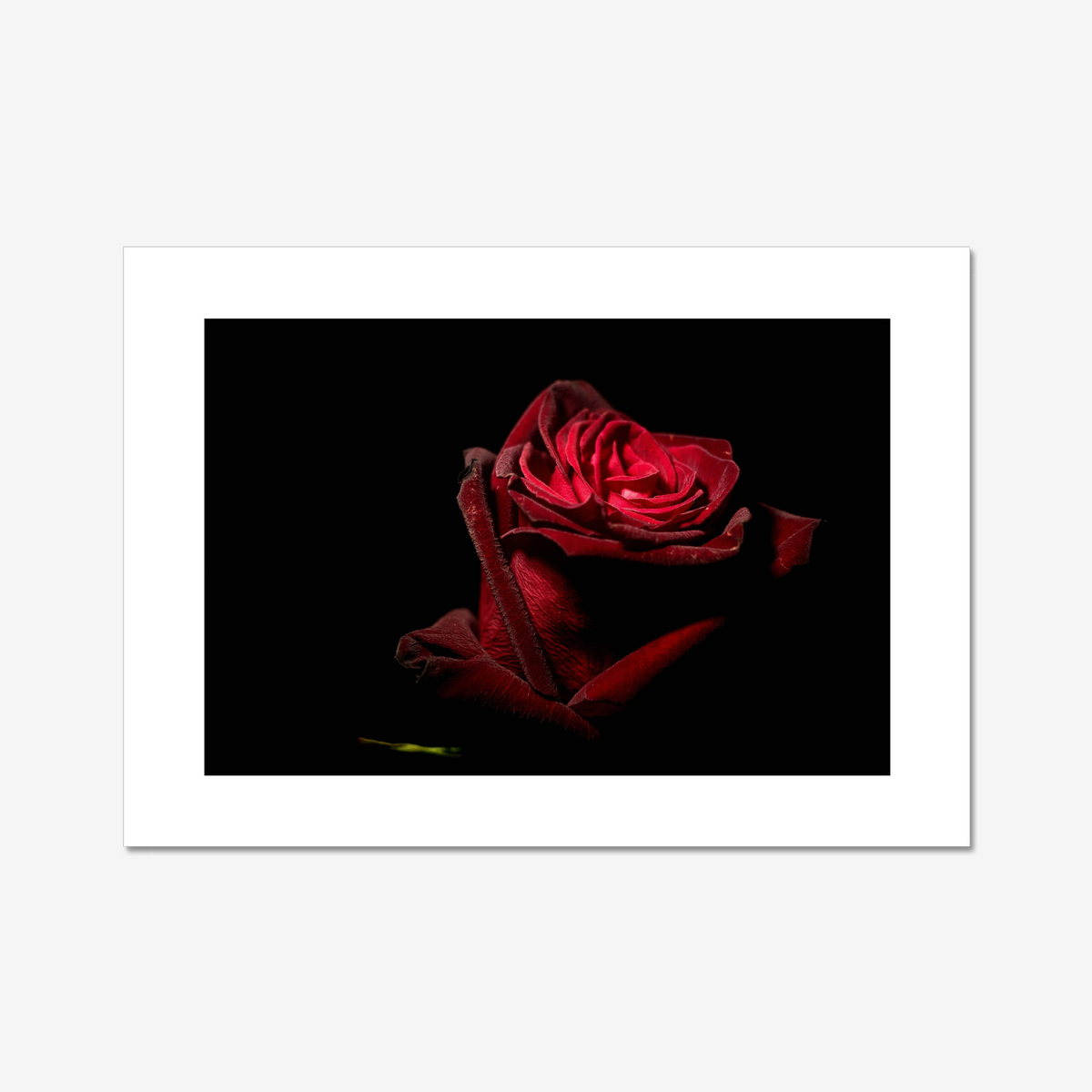 Red Rose III