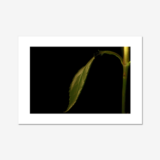 Rose Leaf and Stem