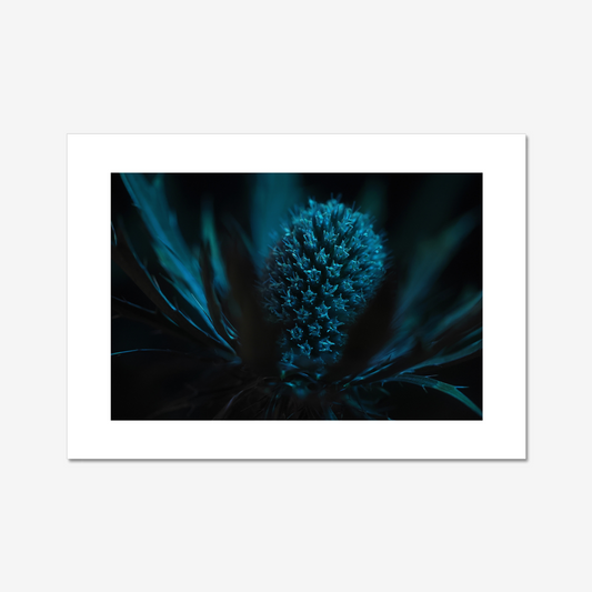 Sea Holly