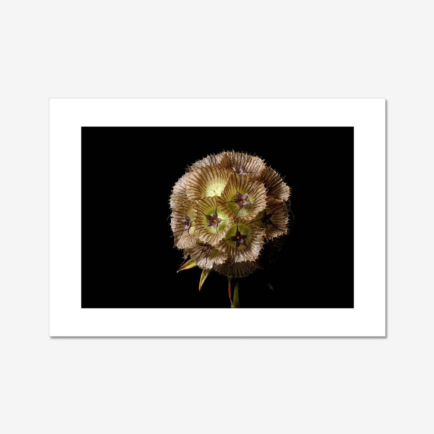 Starflower II