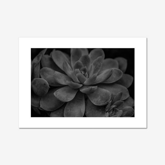 Succulent - Monochrome
