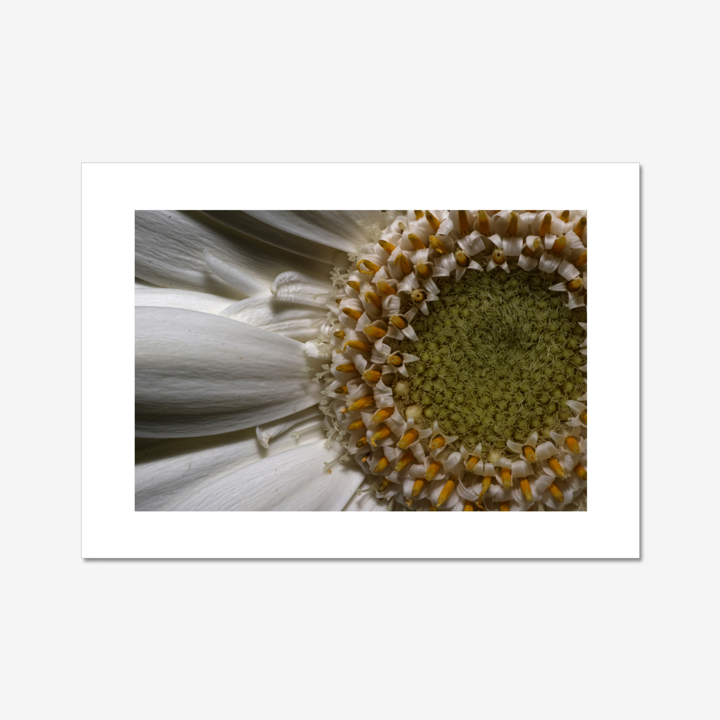 Gerbera Daisy