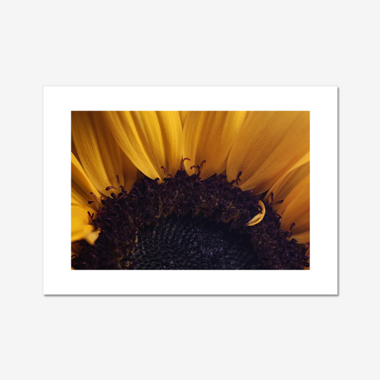 Sunflower Disc Floret and Petals