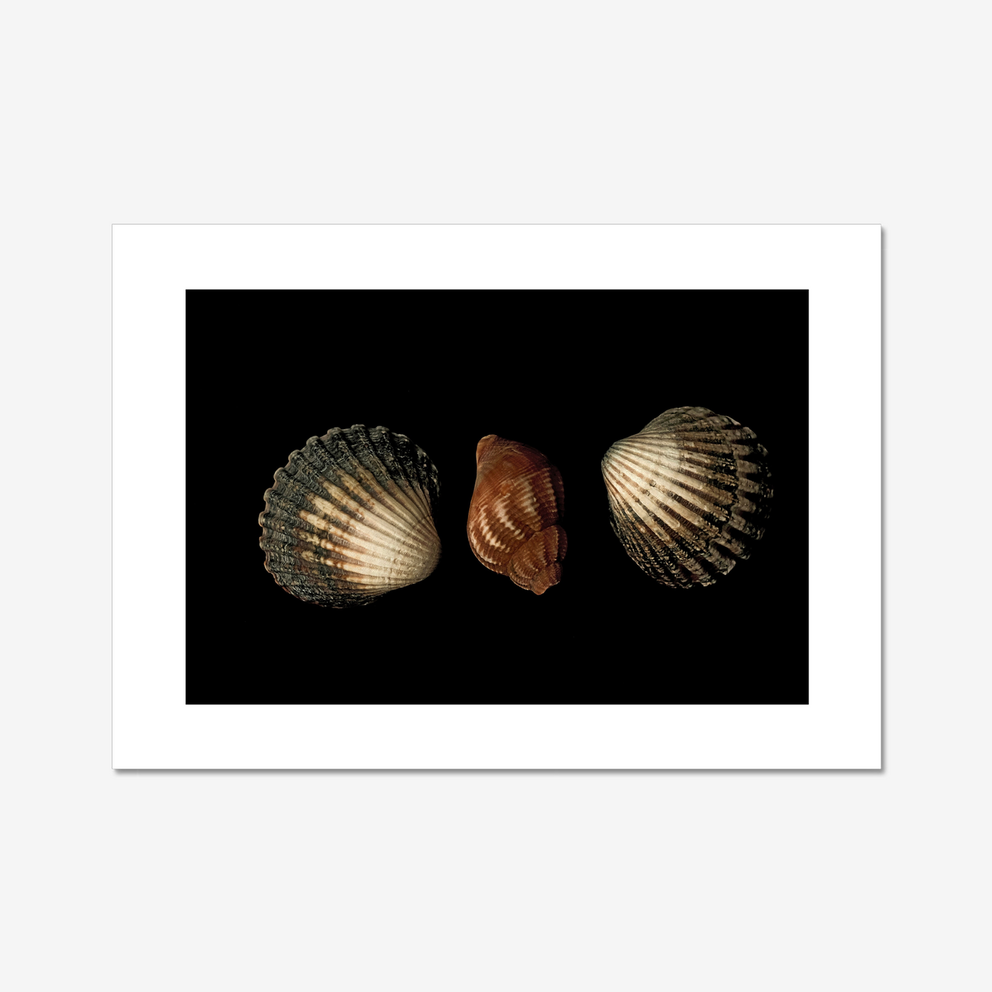 Three Seashells