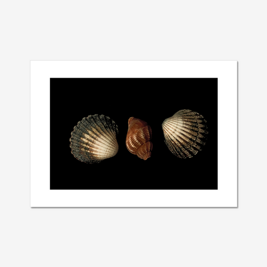 Three Seashells