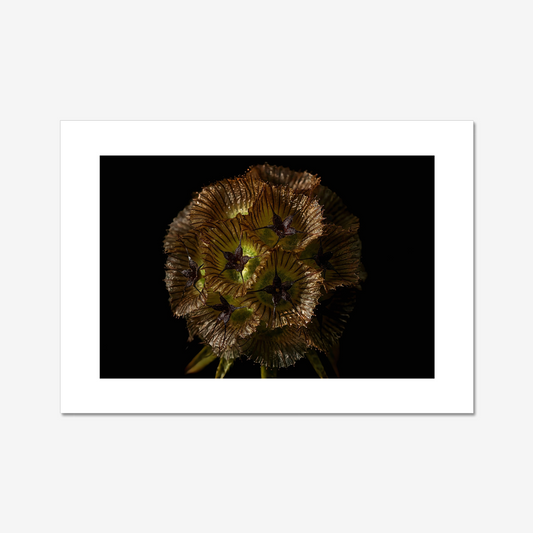 Starflower I