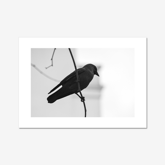 Jackdaw