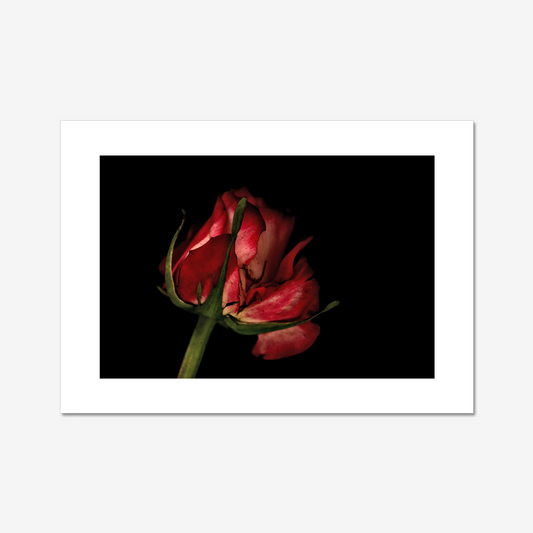 Pale Red Rose