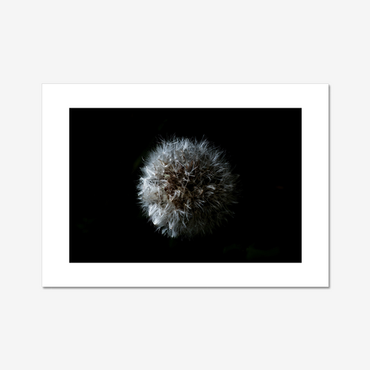 Dandelion Seedhead