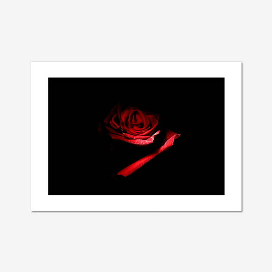 Red Rose II