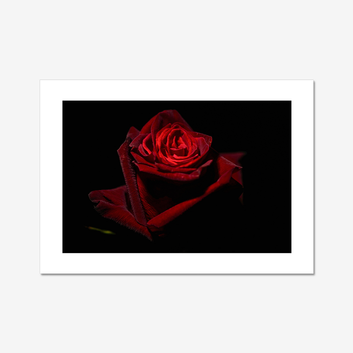 Red Rose I