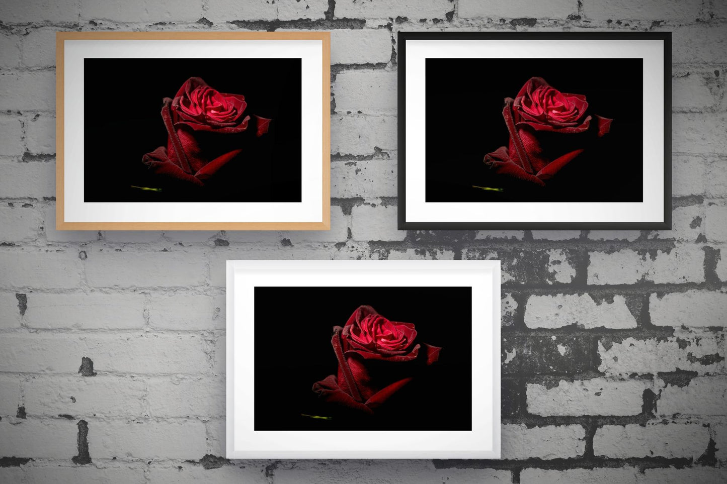 Red Rose III