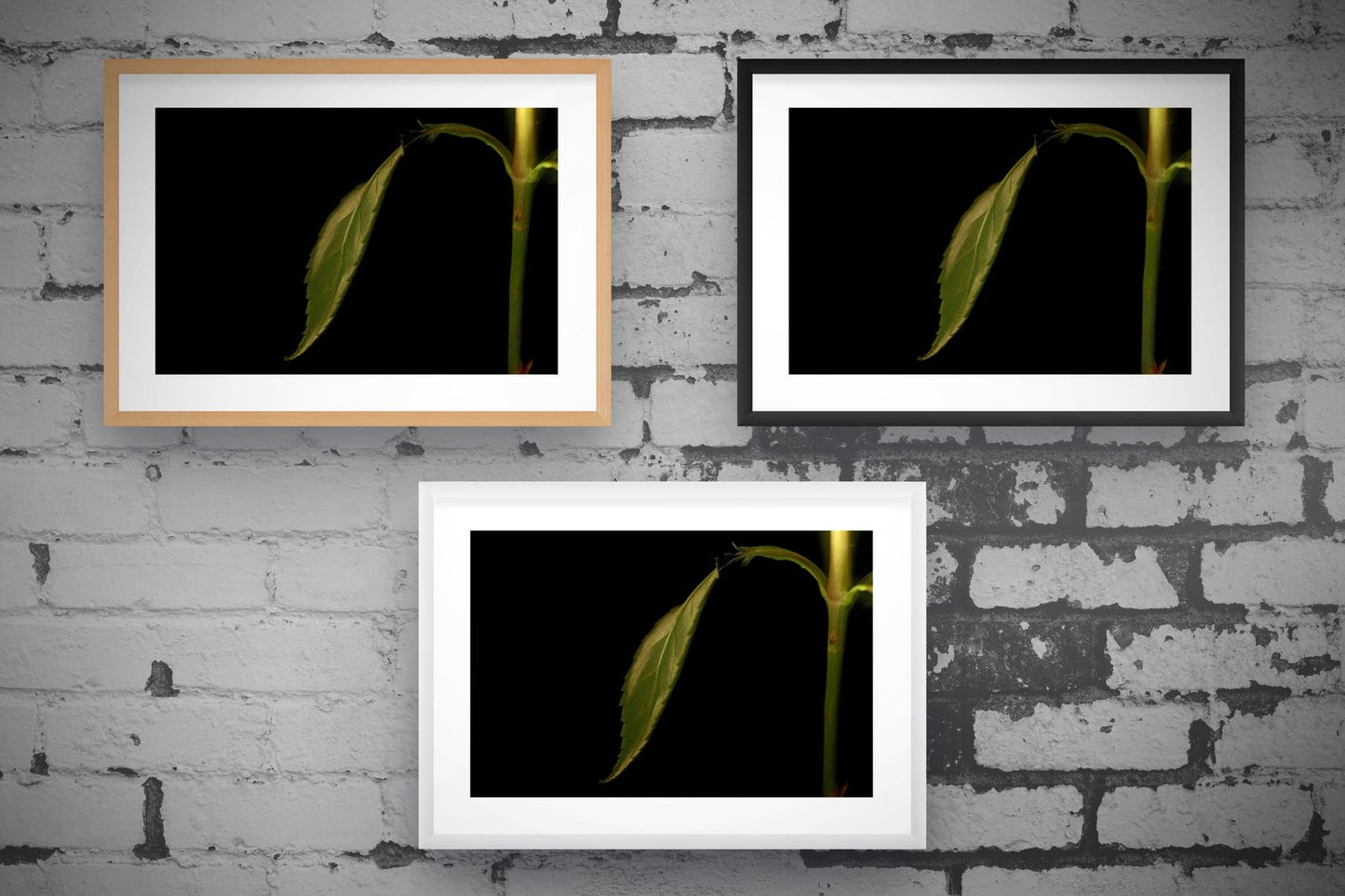 Rose Leaf and Stem