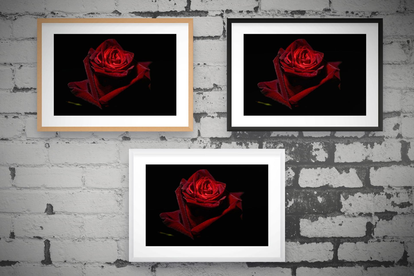 Red Rose I