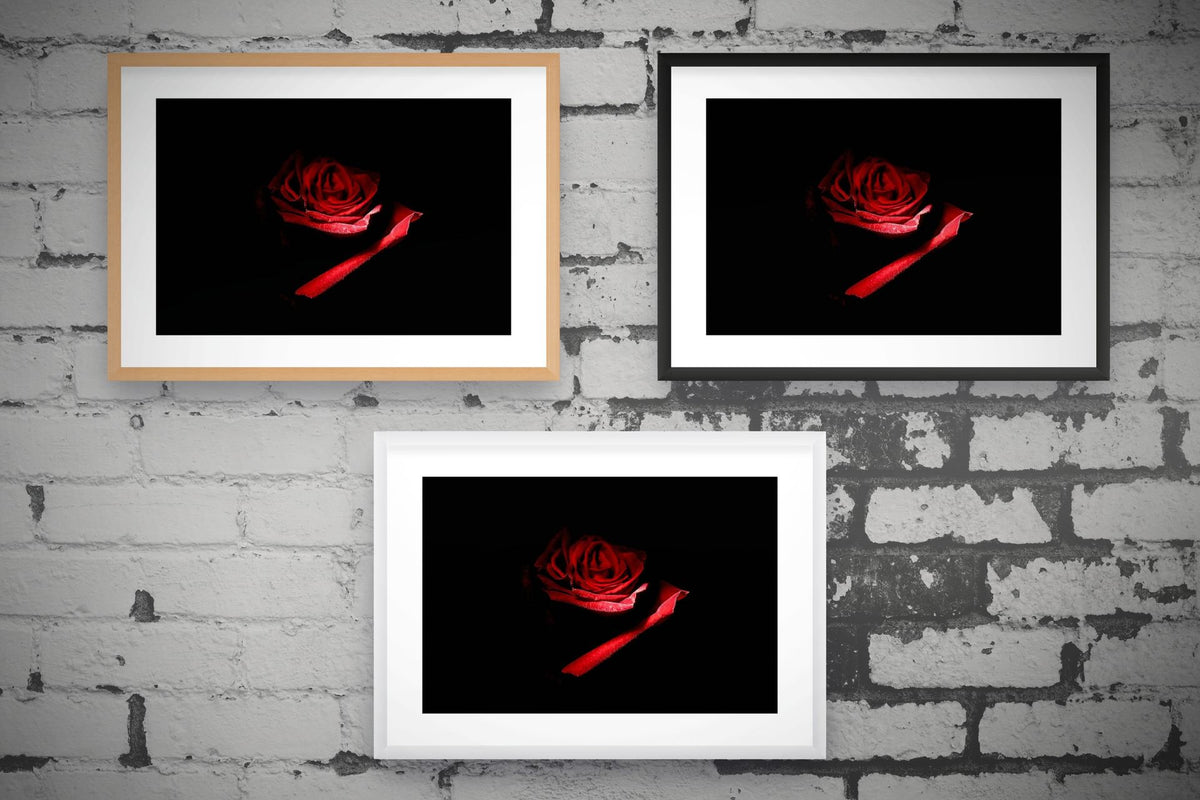 Red Rose II