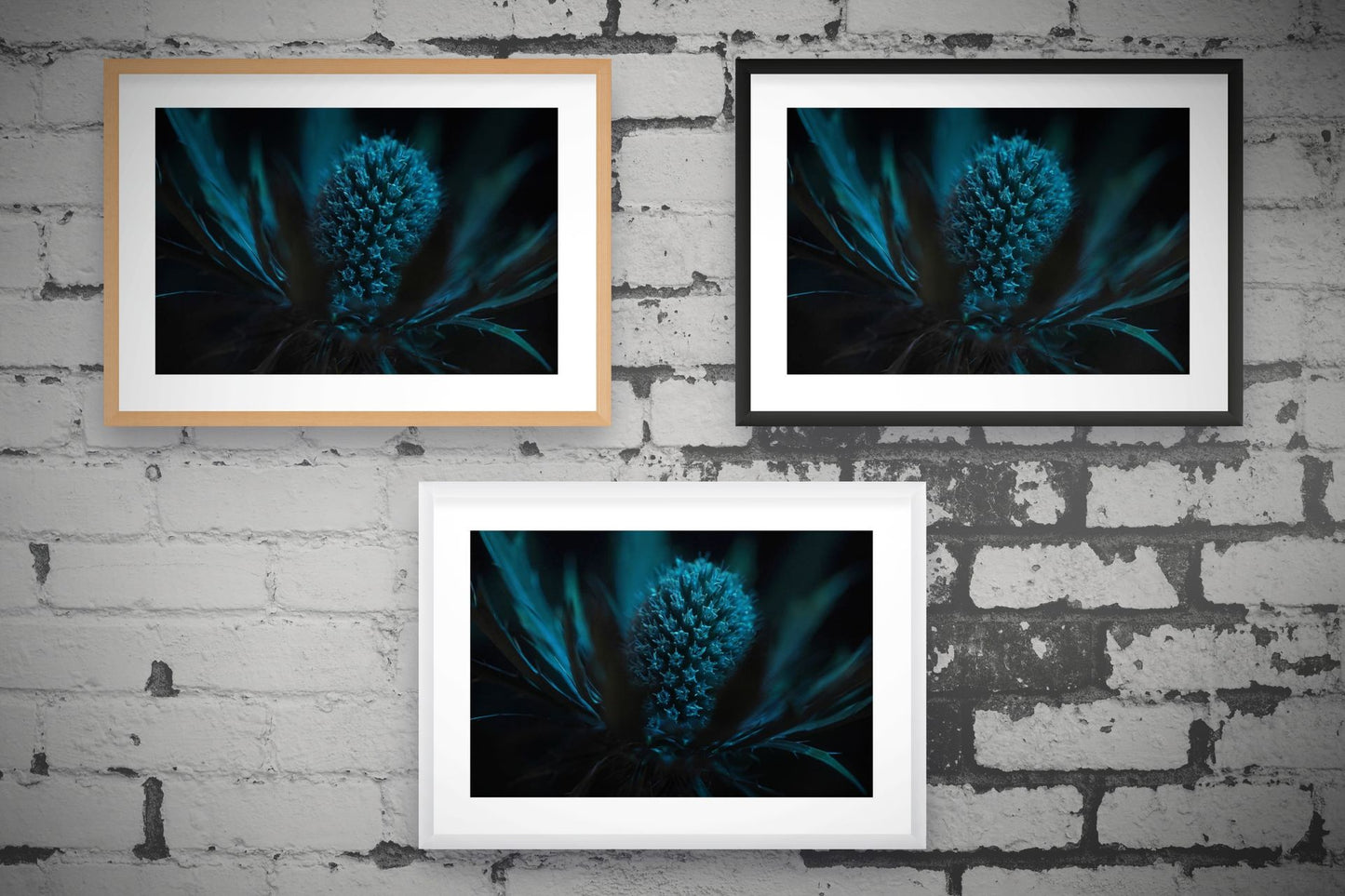 Sea Holly