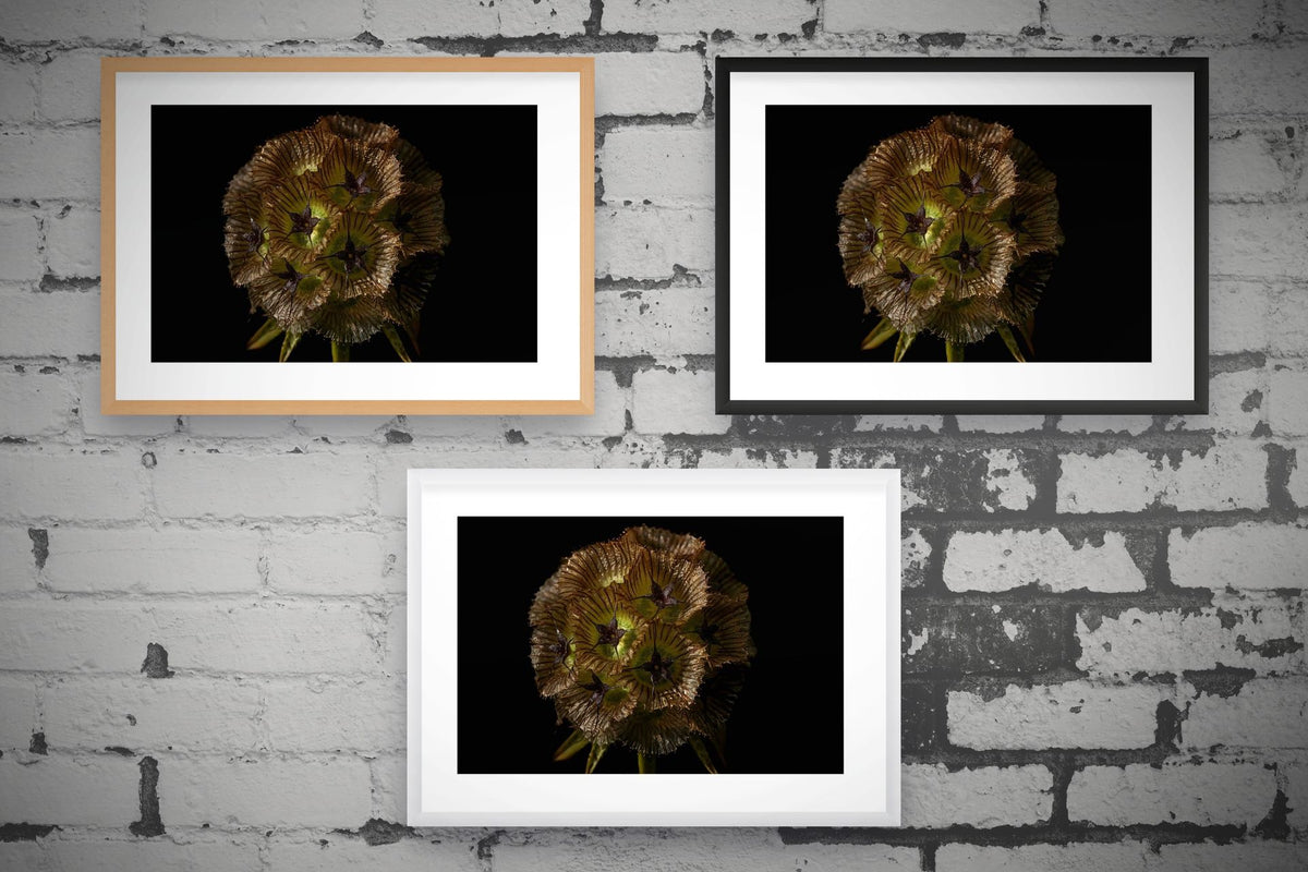 Starflower I