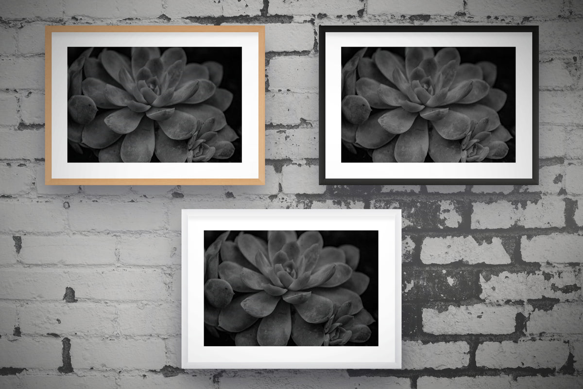 Succulent - Monochrome
