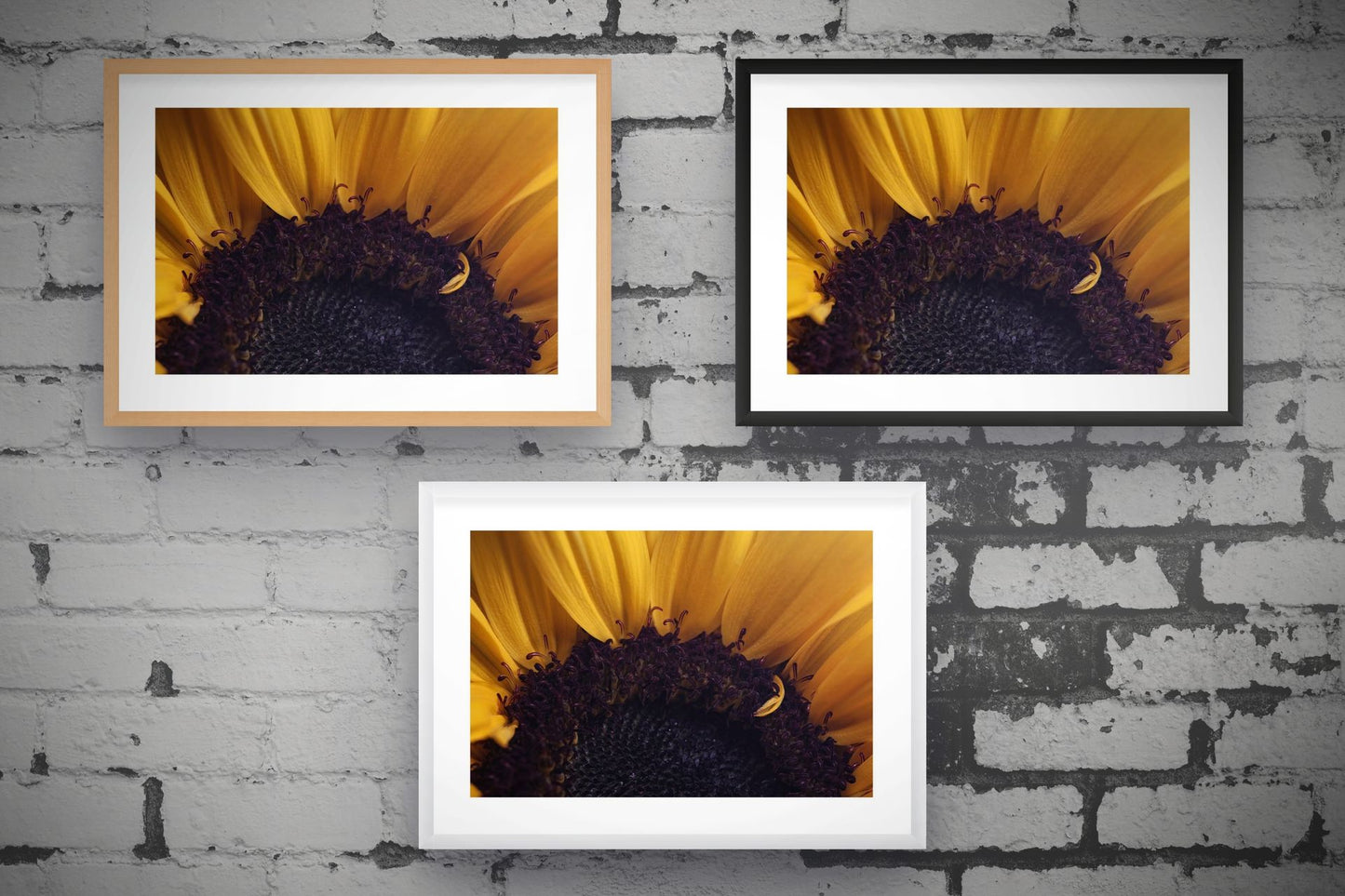 Sunflower Disc Floret and Petals