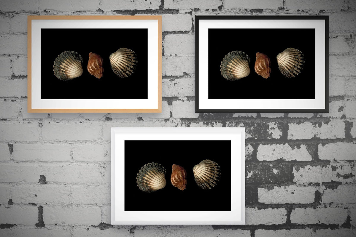 Three Seashells